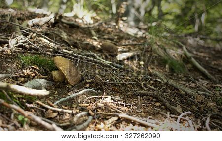 Fungus (mushroom) Boletus Edulis, Aereus, Aestivalis, Pinophilus, Newly Found And Caught In The Wood