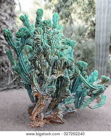 Unsightly Cactus Unusual Appearance. A Cactus Is A Member Of The Plant Family Cactaceae,a Family Com