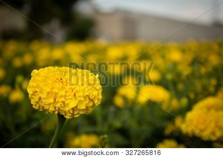 Beautiful Marigold Flower Close Up With Natural Background