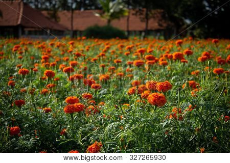 Beautiful Marigold Flowers Plantation Near Kolar, Karnataka, India
