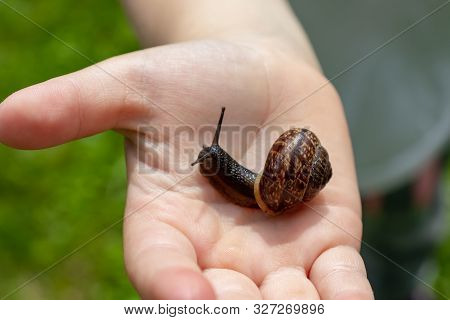 A Child Holding An Edible Snail Fructicicola Fruticum Close Up In Hand, Sunny Day In Summer Time