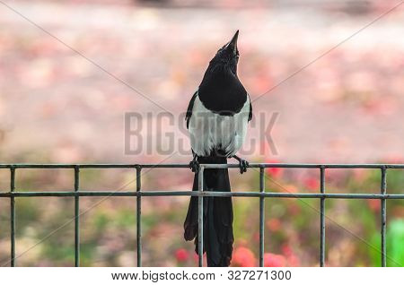 Pose Of A Magpie Bird Sitting On A Fence And Looking Up On A Pink Background In Autumn