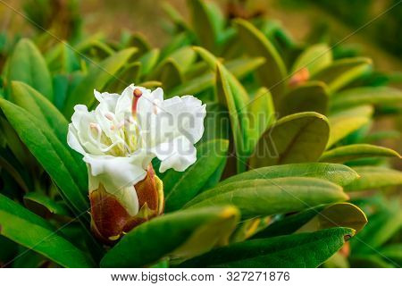 Blooming Rhododendron Bush, Evergreen Wild Shrub. It Is Used As An Ornamental Plant In A Landscape L