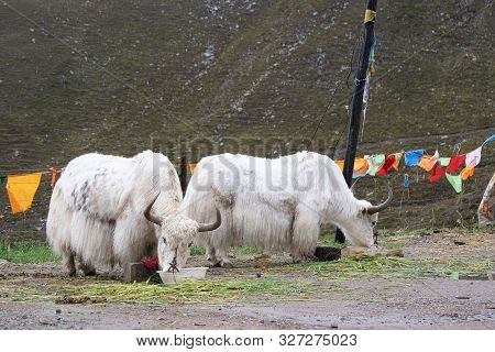 Yak Eating Grass In Laji Shan Qinghai Province China.