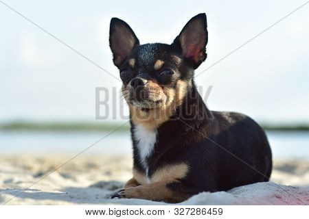 Chihuahua Dog Breed. Portrait Of A Cute Purebred Puppy Chihuahua In The River. Brutal Dog Black And 