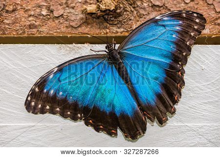 Blue Morpho, Morpho Peleides, Morfa Peleida, Big Butterfly