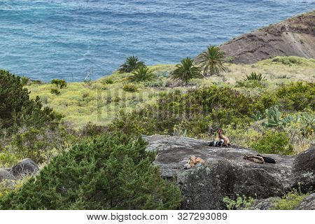 A Small Herd Of Goats Is Located On A Steep Mountain Slope On The Huge Rock Surrounded By Green Vege