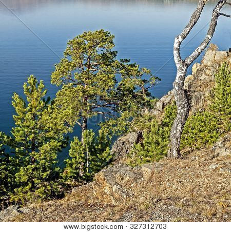Green Pines On The Rocky Shore Of The Lake Turgoyak In The Southern Urals, The Lake Is Also Called T