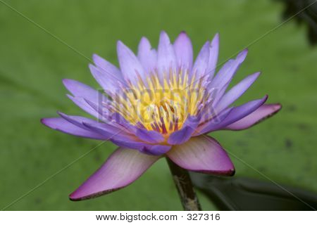 ดอกไม้สีม่วง