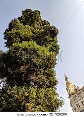 Pinus Serotina, The Pond Pine, Marsh Pine Or Pocosin Pine, Is A Tree Found Along The Southeastern Po