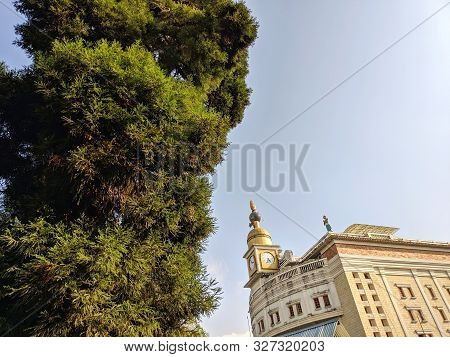 Red Woods Tree Near The Church. Common Names Include Coast Redwood, Coastal Redwood And California R