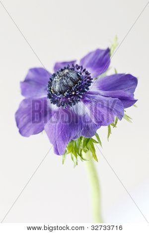 anémona flor