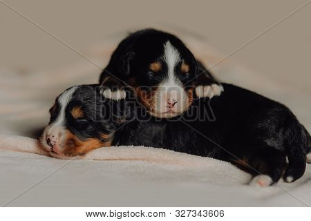 Two New Born Puppies Of Bernese Mountain Dog On White Background