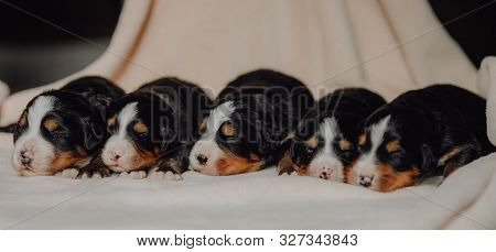 Five New Born Puppies Bernese Mountain Dog On White Background