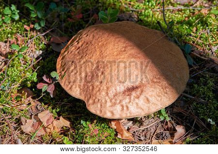 Leccinum Versipelle Mushroom. Orange Birch Bolete In Autumn Forest. Seasonal Collection Of Edible Mu