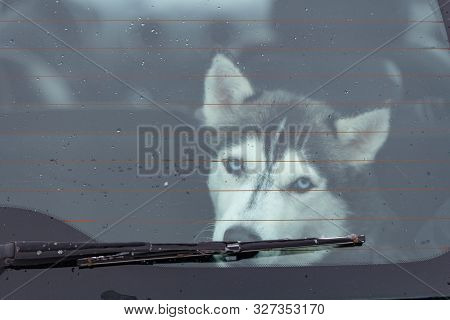 Sad Husky Dog In Car, Cute Pet. Dog Waiting For Walking Before Sled Dog Training And Race.