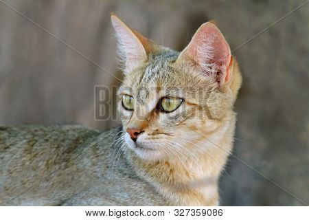 Portrait of an African wild cat (Felis silvestris lybica), Kalahari desert, South Africa