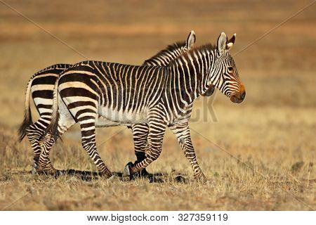 Cape mountain zebras (Equus zebra) in natural habitat, Mountain Zebra National Park, South Africa
