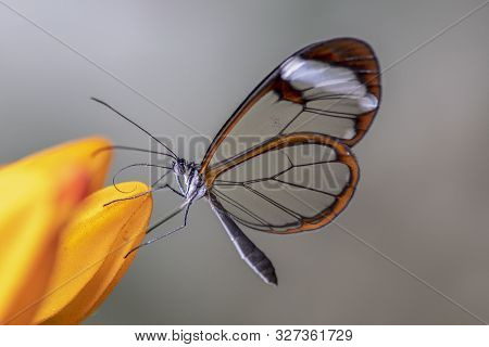 A Glasswing (greta Oto) Butterfly On A Orange Flower