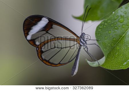 A Glasswing On A Leaf (greta Oto)