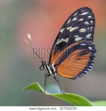 Beautiful Tiger Longwing (heliconius Hecale) On A Leaf In The Amazon Rainforest In South America. Pr