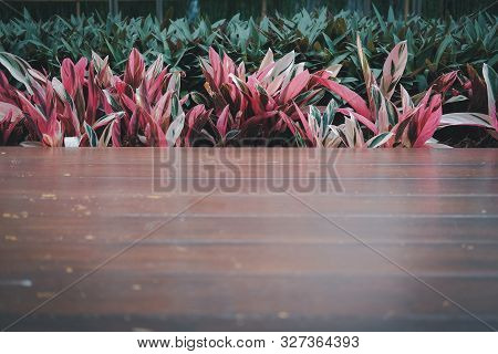Red Green Plant Leaves & Wooden Floor