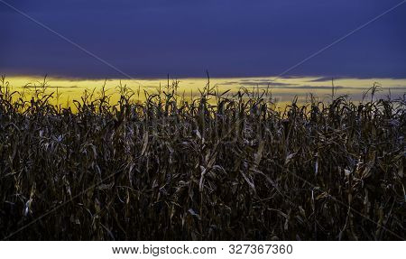 Photo Of A Dried Out Crop Field At Sundown. Beautiful Blue And Yellow Clouds.