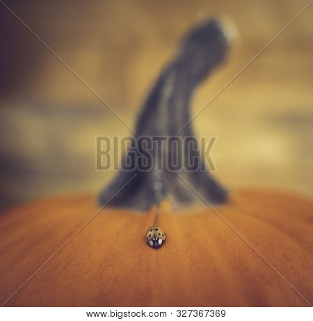 Close Up Picture Of A Ladybug (harmonia Axyridis) On A Pumpkin. Blurry Brown Background.