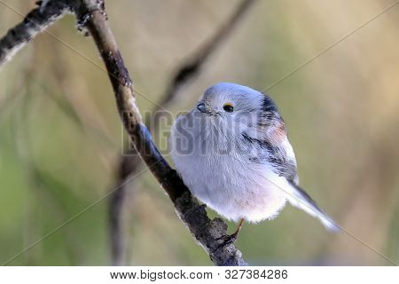 Long-tailed Tit Is A Beautiful And Lively Almost White Bird