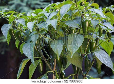 Organic Jalapeño (capsicum Annuum) Peppers On A Jalapeno Plant. Close-up Photo.