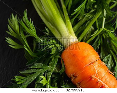 Fresh Raw Ugly Food Carrots With Curled Leaves