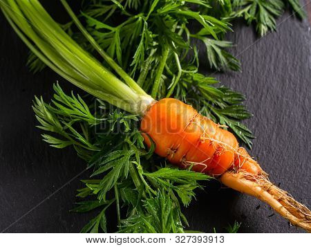 Fresh Raw Ugly Food Carrots With Curled Leaves