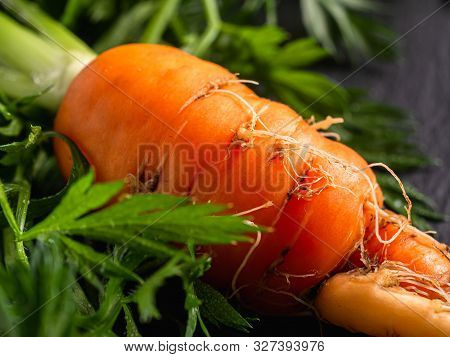 Fresh Raw Ugly Food Carrots With Curled Leaves