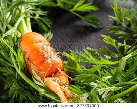 Fresh Raw Ugly Food Carrots With Curled Leaves