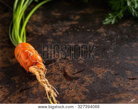 Fresh Raw Ugly Food Carrots With Curled Leaves