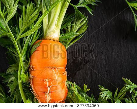 Fresh Raw Ugly Food Carrots With Curled Leaves