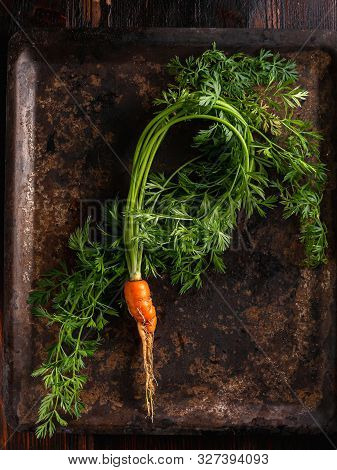 Fresh Raw Ugly Food Carrots With Curled Leaves