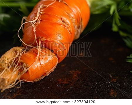 Fresh Raw Ugly Food Carrots With Curled Leaves