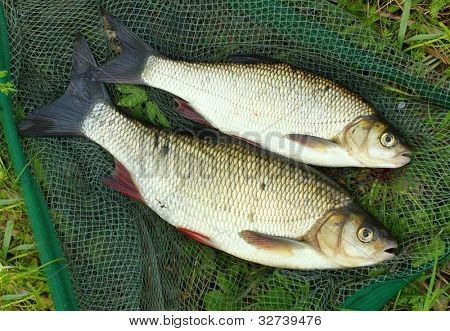 Il pesce su un guadino. (Ide - Leuciscus idus)