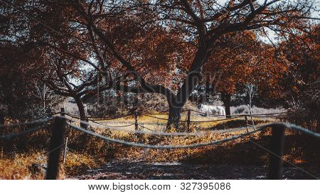 An Autumn Forsaken Coastal Park With A Branchy Beautiful Tree In The Center, Rope Fences, And A Silh