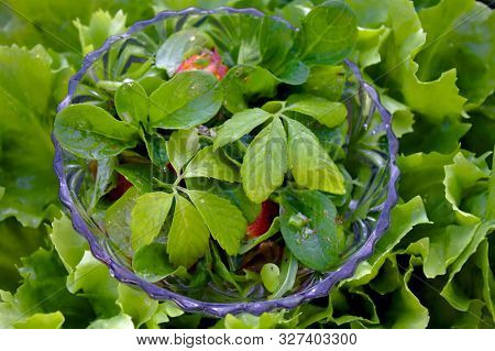 Fresh Green Salad With Jiaogulan On A Salad In The Garden