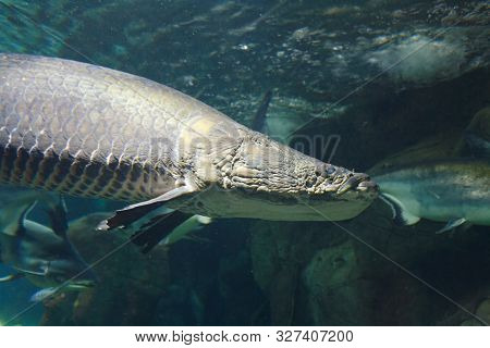 Head Of Big Arapaima (arapaima Gigas), Also Known As The Pirarucu In Dark Water Close Up