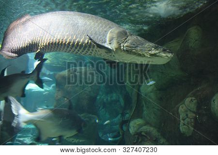 Giant Arapaima (arapaima Gigas), Also Known As The Pirarucu In Their Habitat