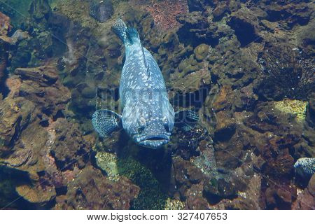 Atlantic Goliath Grouper Or Itajara (epinephelus Itajara), Also Known As The Jewfish Near The Rocky 