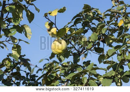 Large Quince With A Recess On The Peel Of The Fruit. Uncollected Quince Fruits Hang On Tree Branches