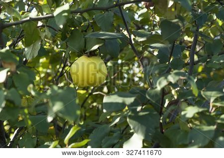 Large Quince With A Recess On The Peel Of The Fetus. Uncollected Quince Fruits Hang On Tree Branches