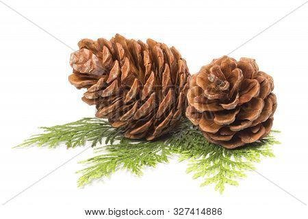 Pine Cones Isolated On A White Background