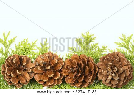 Pine Cones Isolated On A White Background