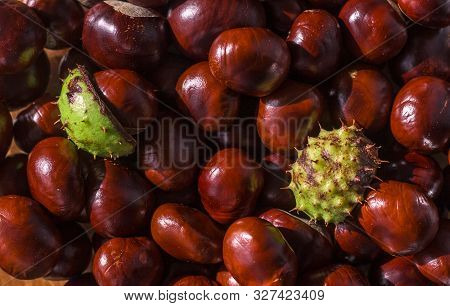 Background Made Of Horse Chestnuts Seeds And Horse Chestnut Seed Shells