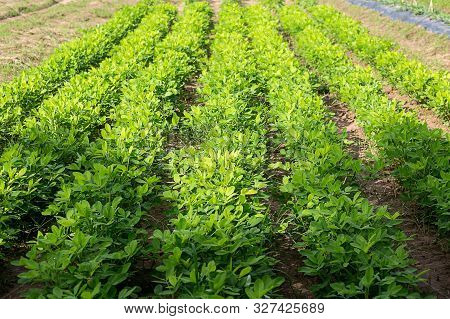 Bean Plant, Farmers Planted To Nourish The Soil.